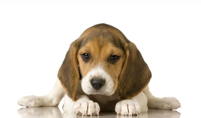 Beagle puppy